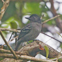 Blackish-grey Antshrike
